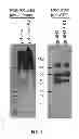 Fig. 08 - Methods and compositions related to glycoprotein-immunoglobulin fusions