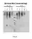 Fig. 09 - Methods and compositions related to glycoprotein-immunoglobulin fusions