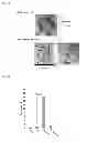 Fig. 05 - Mucosal vaccines