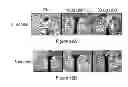 Fig. 64 - Glycosaminoglycans