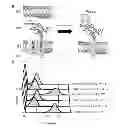 Fig. 01 - ENGINEERING CORRECTLY FOLDED ANTIBODIES USING INNER MEMBRANE DISPLAY OF TWIN-ARGININE TRANSLOCATION INTERMEDIATES