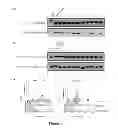 Fig. 07 - ENGINEERING CORRECTLY FOLDED ANTIBODIES USING INNER MEMBRANE DISPLAY OF TWIN-ARGININE TRANSLOCATION INTERMEDIATES