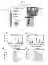 Fig. 10 - METHODS TO FORM SUBSTRATES FOR OPTICAL SENSING BY SURFACE ENHANCED RAMAN SPECTROSCOPY (SERS) AND SUBSTRATES FORMED BY THE METHODS