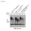 Fig. 06 - Compositions and Methods for Enhancing Proteasome Activity