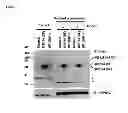 Fig. 08 - Compositions and Methods for Enhancing Proteasome Activity
