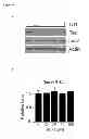 Fig. 22 - Compositions and Methods for Enhancing Proteasome Activity