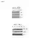 Fig. 46 - Compositions and Methods for Enhancing Proteasome Activity