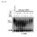 Fig. 53 - Compositions and Methods for Enhancing Proteasome Activity