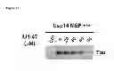 Fig. 63 - Compositions and Methods for Enhancing Proteasome Activity