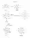 Fig. 06 - INHIBITORS OF CYCLIN-DEPENDENT KINASES AND THEIR USE