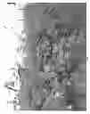 Fig. 02 - Raspberry plant named 'PACIFIC MAJESTY'