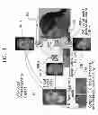 Fig. 02 - Local multi-resolution 3-D face-inherent model generation apparatus and method and facial skin management system