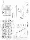 Fig. 08 - Compound cell spin-torque magnetic random access memory