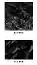 Fig. 06 - Loadable polymeric particles for therapeutic and/or diagnostic applications and methods of preparing and using the same