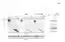 Fig. 02 - COMPOSITIONS AND METHODS FOR PREVENTING OR TREATING A HUMAN PARVOVIRUS INFECTION