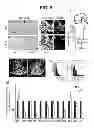 Fig. 04 - COMPOSITIONS AND METHODS FOR TREATMENT OF PARKINSON'S DISEASE