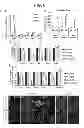 Fig. 06 - COMPOSITIONS AND METHODS FOR TREATMENT OF PARKINSON'S DISEASE