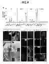 Fig. 07 - COMPOSITIONS AND METHODS FOR TREATMENT OF PARKINSON'S DISEASE