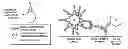 Fig. 01 - Self-Assembled Bead-Based Multiplexed Assay For Antigen-Specific Antibodies