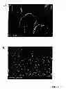 Fig. 03 - Method for the production of reinforced materials and reinforced materials obtained using this method