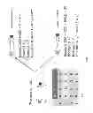 Fig. 09 - Phasing of heterozygous loci to determine genomic haplotypes