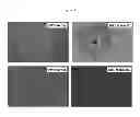Fig. 02 - Hormone responsive tissue culture system and uses thereof