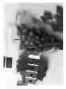 Fig. 02 - Grapevine 'IFG Nine'