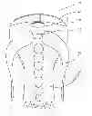 Fig. 01 - Facial cover