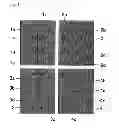 Fig. 02 - Liquid crystal display device