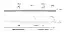 Fig. 01 - Liquid crystal display device and electronic apparatus