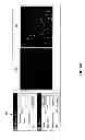 Fig. 09 - Image processing system providing selective arrangement and configuration for an image analysis sequence