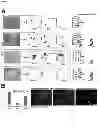 Fig. 03 - Angiohematopoietic Progenitor Cells