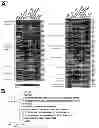 Fig. 04 - Angiohematopoietic Progenitor Cells