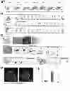 Fig. 05 - Angiohematopoietic Progenitor Cells