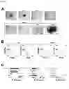 Fig. 10 - Angiohematopoietic Progenitor Cells