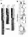 Fig. 11 - Angiohematopoietic Progenitor Cells