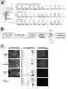 Fig. 12 - Angiohematopoietic Progenitor Cells