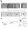 Fig. 13 - Angiohematopoietic Progenitor Cells