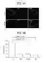 Fig. 02 - Methods for detecting progenitor cells and uses thereof