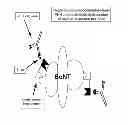 Fig. 01 - Methods, compositions and kits for treating a subject using a recombinant heteromultimeric neutralizing binding protein