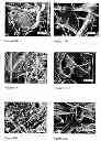 Fig. 05 - PRIMING AND COATING PROCESS