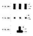 Fig. 09 - Photoresist pattern forming method, and microlens array forming method
