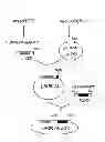 Fig. 02 - Method for producing glucuronic acid conjugate using 