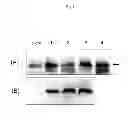 Fig. 04 - Method for producing glucuronic acid conjugate using 