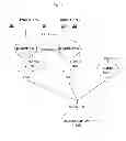 Fig. 15 - Method for producing glucuronic acid conjugate using 