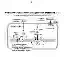 Fig. 18 - Method for producing glucuronic acid conjugate using 