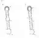 Fig. 06 - Transcription terminator sequences