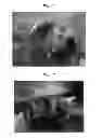 Fig. 02 - METHOD FOR PREPARING ES CELLS