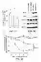 Fig. 04 - Identification of a Genetic Risk Factor for Diabetes