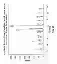 Fig. 09 - Pharmaceutical compositions comprising forms of 5-azacytidine